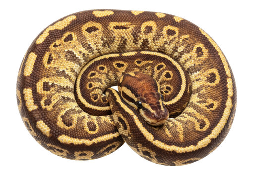 Isolated Ball python coiled in front view resting and looking alert for stock photos