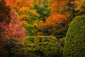 Fall trees landscape in vibrant colors