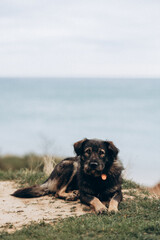 Cheerful and happy miniature poodle dog sitting for a portrait