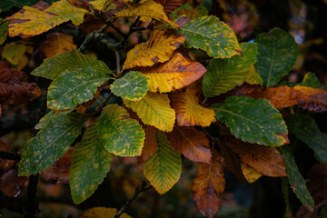 Fall trees landscape in vibrant colors