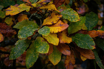 Fall trees landscape in vibrant colors