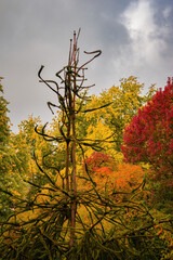 Fall trees landscape in vibrant colors