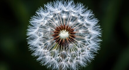 Close up of a delicate dandelion seed head covered in water droplets