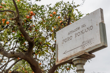 Signpost Pointing to Roman Forum with Fruit Tree in Background