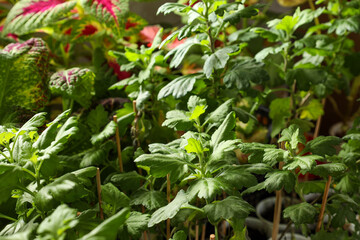 Growing chrysanthemum cuttings at home on a windowsill