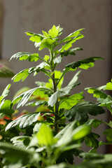 a chrysanthemum plant grown from a cutting at home