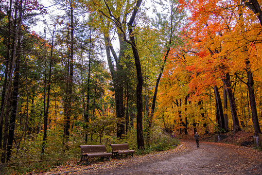 Parc Mont Royal en automne, Mount Royal Park