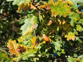 Close-up of green and yellow leaves and brown acorns of an English oak (Quercus robur) in autumn, common in Central Europe. © Suzhean