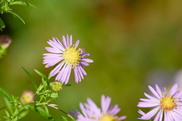 Fototapeta premium New england aster flower captured in macro with blurred background