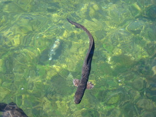 New Zealand longfin eel with blue eyes swimming in clear water. Underwater wildlife close-up showing natural texture and calm aquatic environment.