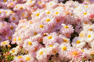 Beautiful light pastel pink koreean garden chrysanthemum flowers in full autumn bloom, in fall garden, creating bright seasonal floral background, wallpaper
