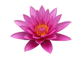 Isolated pink lotus flower close-up in full bloom with yellow stamen in the center, floating