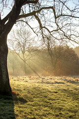 Fototapeta premium A large tree stands in a misty park at sunrise, with sunlight filtering through the fog and frosted grass in England.