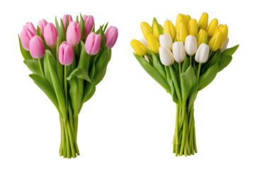 Two bouquets of tulips showcasing a blend of colors. Isolated on transparent background, png