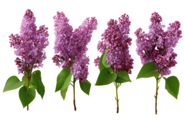  bouquet of vibrant purple lilacs, radiating natural beauty . Isolated on transparent background, png