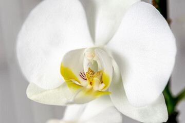 Close-up macro photo of a Phalaenopsis orchid in full bloom, showing detailed white petals, yellow markings, speckled labellum, column, stigma, and anthers in selective focus with soft lighting.