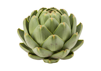 Isolated Artichoke a raw edible green thistle vegetable head in a rosette formation