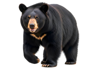 Black bear with white chest marking walking forward isolated on transparent background