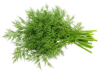 Isolated bunch of fresh dill herb ready for cooking recipe, food preparation ingredient