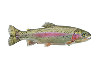 Isolated rainbow trout swims on seamless field ready for commercial use in advertisements