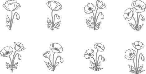 Vector art of an elegant poppy flower sketch collection