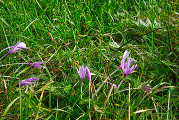 Blossoming Colchicum autumnale plant on early autumn meadow