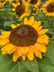 sunflower and bee
