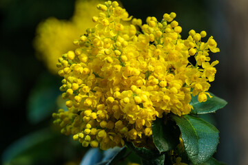 Dense cluster of bright yellow flowers of Mahonia aquifolium or Oregon grape blossom in full bloom, surrounded by dark green leaves, creating vibrant contrast