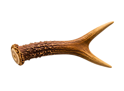 Deer antler isolated on transparent background