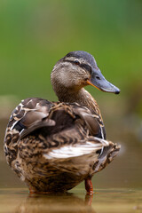 Mallard or wild duck (Anas platyrhynchos) female bathing and drinking in a pond in the Netherlands