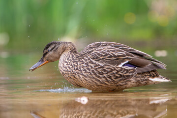 Mallard or wild duck (Anas platyrhynchos) female bathing and drinking in a pond in the Netherlands