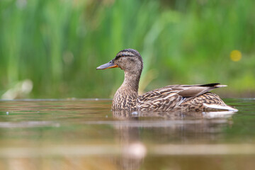 Mallard or wild duck (Anas platyrhynchos) female bathing and drinking in a pond in the Netherlands
