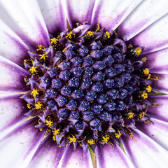 Extreme close-up of a purple and white African river daisy flower's center, revealing intricate textures, tiny pollen grains, purple pistil stigma, yellow stamen anthers in the floral disc and petals.