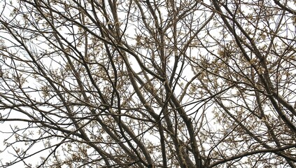 bare branches of a tree against a bright sky, showcasing the intricate network of twigs and a sense of natural beauty 