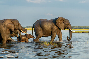 Close encounter with Elephants eating, drinking and crossing the Chobe river between Namibia and Botswana, seen from a boat.