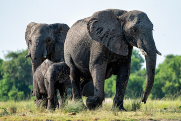 Close encounter with Elephants eating, drinking and crossing the Chobe river between Namibia and Botswana, seen from a boat.