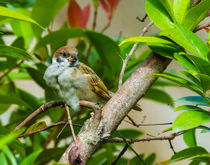 Eurasian Tree Sparrow take at Genting Highlands, Pahang, Malaysia.