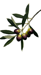 Realistic Olive Branch With Olives Transparent Background Isolated Image