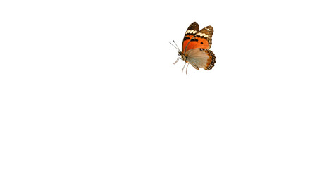 Realistic orange and brown butterfly isolated on black background