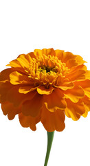 Realistic Orange Marigold Flower Isolated Transparent Background