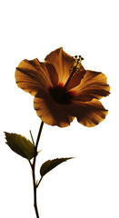Realistic orange hibiscus flower backlit black background isolated png