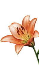 Realistic orange lily flower isolated transparent background