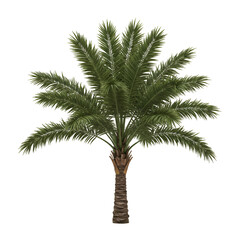 Realistic Palm Tree Isolated PNG With Green Leaves