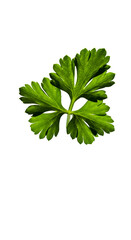 Realistic Parsley Leaf Isolated Transparent Background Green Herb