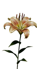 Realistic Peach Lily Flower Isolated Transparent Background