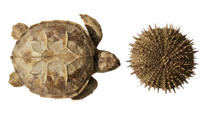 Realistic Photo Top View Sea Turtle and Sea Urchin Isolated