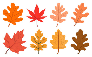 Fototapeta premium PNG Colorful autumn leaves illustration, element set on transparent background