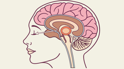 Head anatomy brain illustration human head medical diagram neurology science education healthcare internal organs cerebrum cerebellum brainstem optic nerve anatomy chart biology vi.