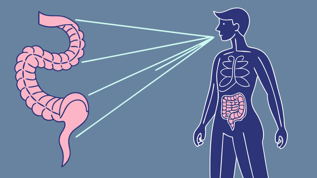 Human Digestive System Anatomy Illustration Gut Health Intestine Colon Medical Diagram Healthcare Biology Internal Organs Body Wellness Science Education Healthy Lifestyle Digestive.