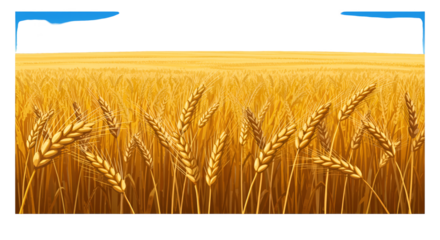 Realistic Wheat Field Illustration Golden Yellow Spikes Sunshine